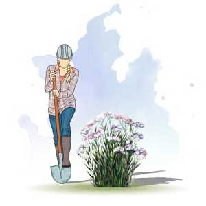 ТЫСЯЧЕЛИСТНИК ПТАРМИКА (ACHILLEA PTARMICA)