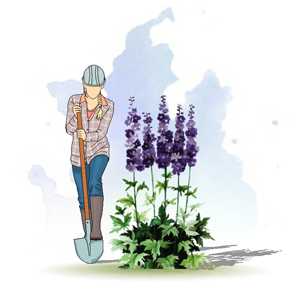 ДЕЛЬФИНИУМ КУЛЬТУРНЫЙ (DELPHINIUM X CULTORUM)