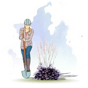 КЛОПОГОН ВЕТВИСТЫЙ ‘АТРОПУРПУРЕА‘ (CIMICIFUGA RAMOSA ‘ATROPURPUREA’)