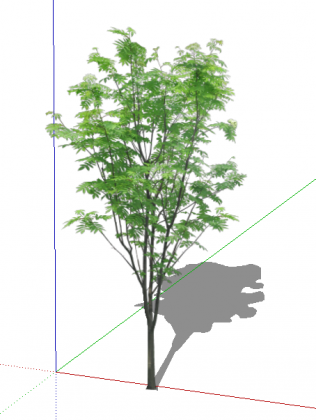 Рябина обыкновенная_Sorbus aucuparia