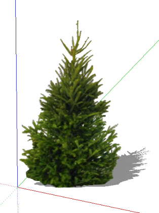 Ель обыкновенная_picea abies
