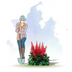 АСТИЛЬБА ГИБРИДНАЯ (ASTILBE X HYBRIDA)