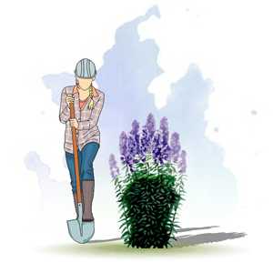 КОЛОКОЛЬЧИК МОЛОЧНОЦВЕТКОВЫЙ (CAMPANULA LACTIFLORA)