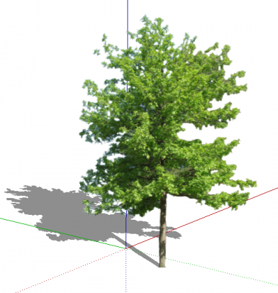 Дуб черешчатый_Quercus robur L.