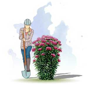 ПОСКОННИК ПУРПУРНЫЙ (EUPATORIUM PURPUREUM)