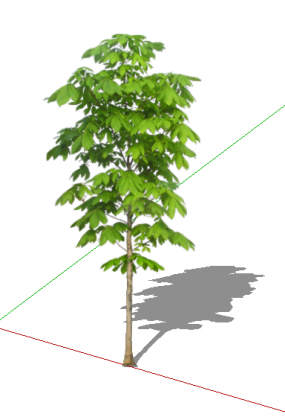 Каштан обыкновенный_aesculus hippocastanum