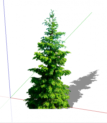 Ель сербская_Picea omorika