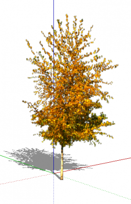 Берёза повислая_Betula pendula